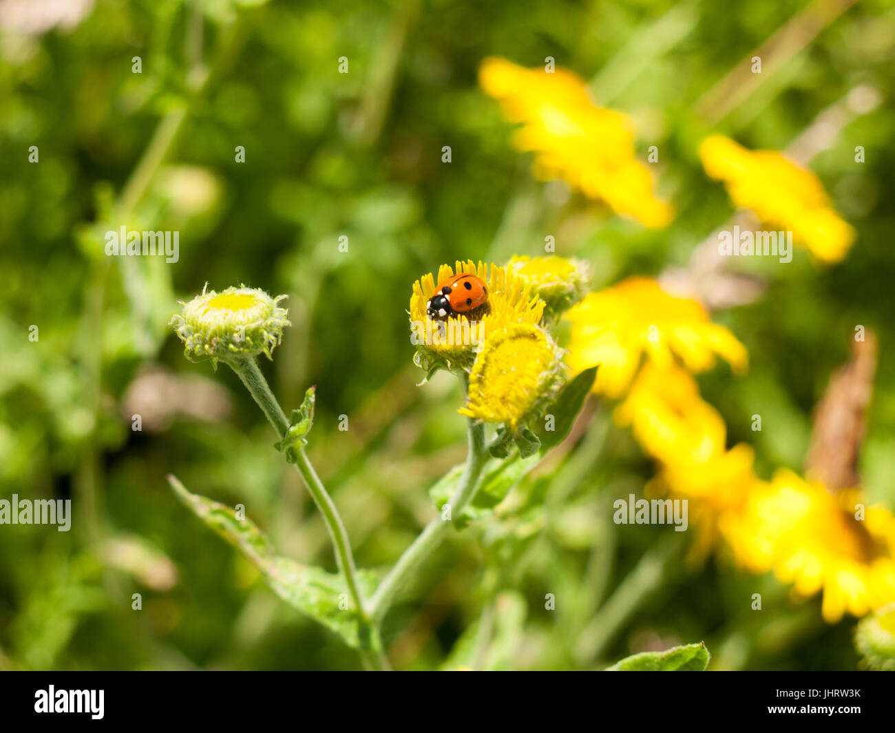 7-Dot Ladybird (Coccinella 7-punctata) sul fiore giallo Outsider; Essex, Regno Unito Foto Stock