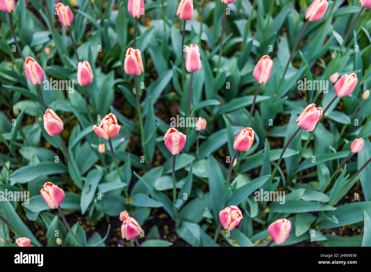 Molti striped Pastel Peach e tulipano giallo closeup con gocce di pioggia flat top view Foto Stock
