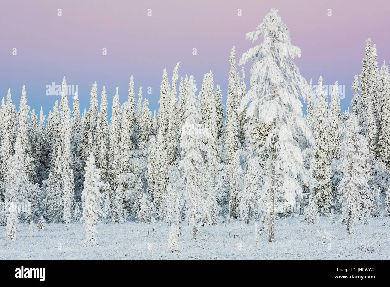 Scenario in luce posteriore, Lapponia svedese, Scandinavia, Landschaft im Gegenlicht, Schwedisch-Lappland, Skandinavien Foto Stock