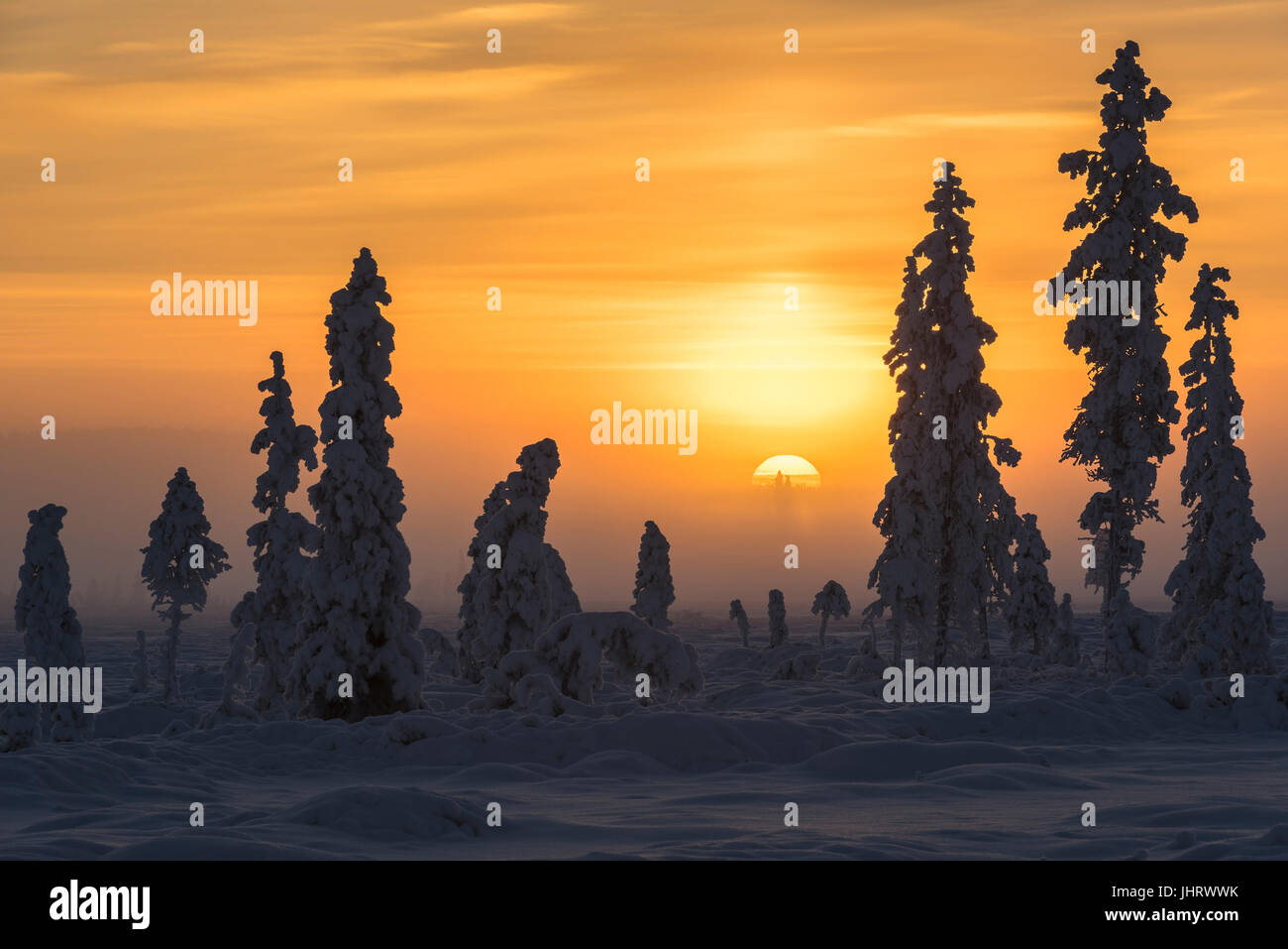 Scenario in luce posteriore, Lapponia svedese, Scandinavia, Landschaft im Gegenlicht, Schwedisch-Lappland, Skandinavien Foto Stock