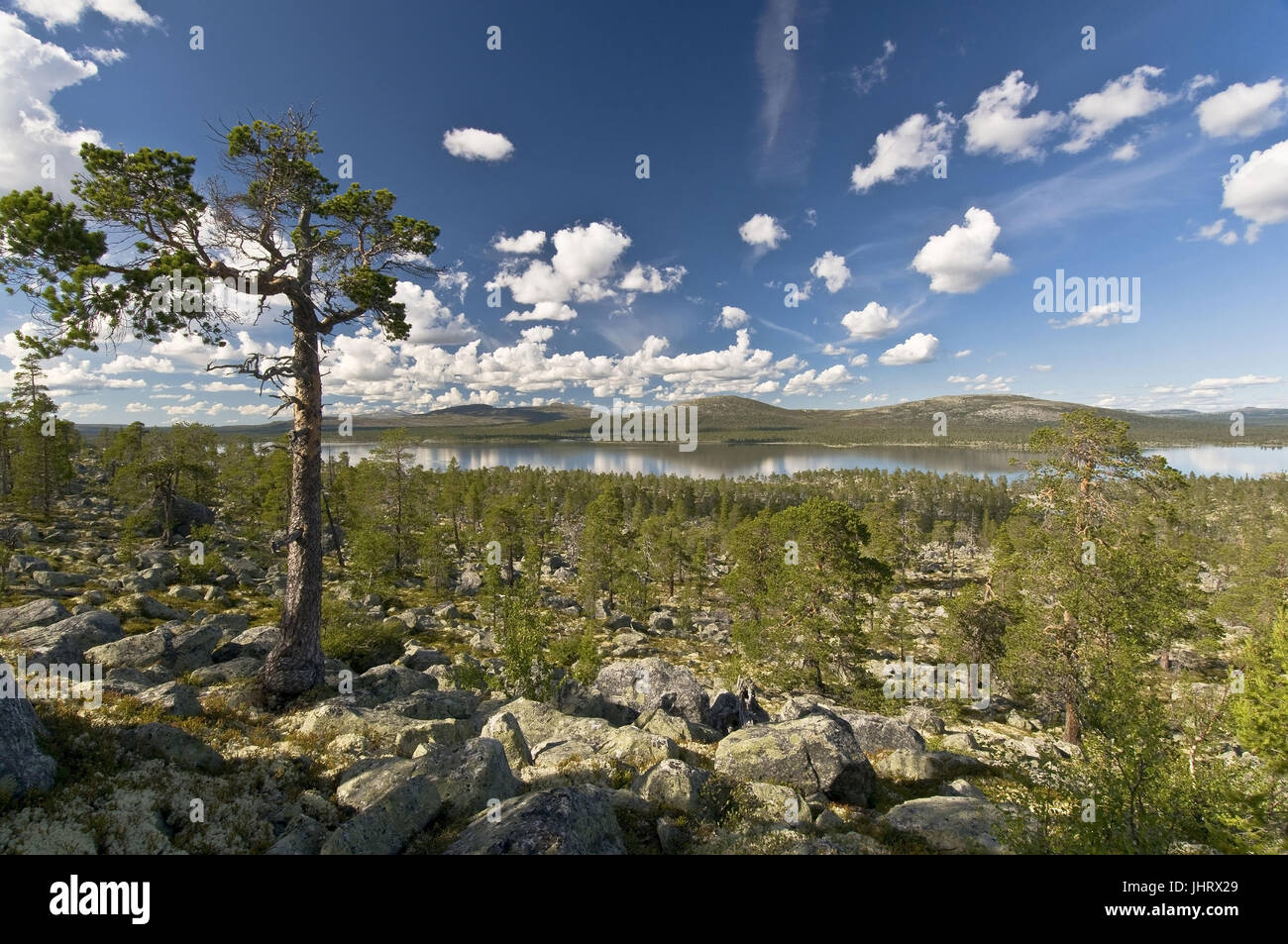 " Guarda il lago roe, riserva naturale il ROE, Haerjedalen, Svezia; luglio ', Blick auf den vedere Rogen, Naturreservat Rogen, Schweden; Juli 2008 Foto Stock