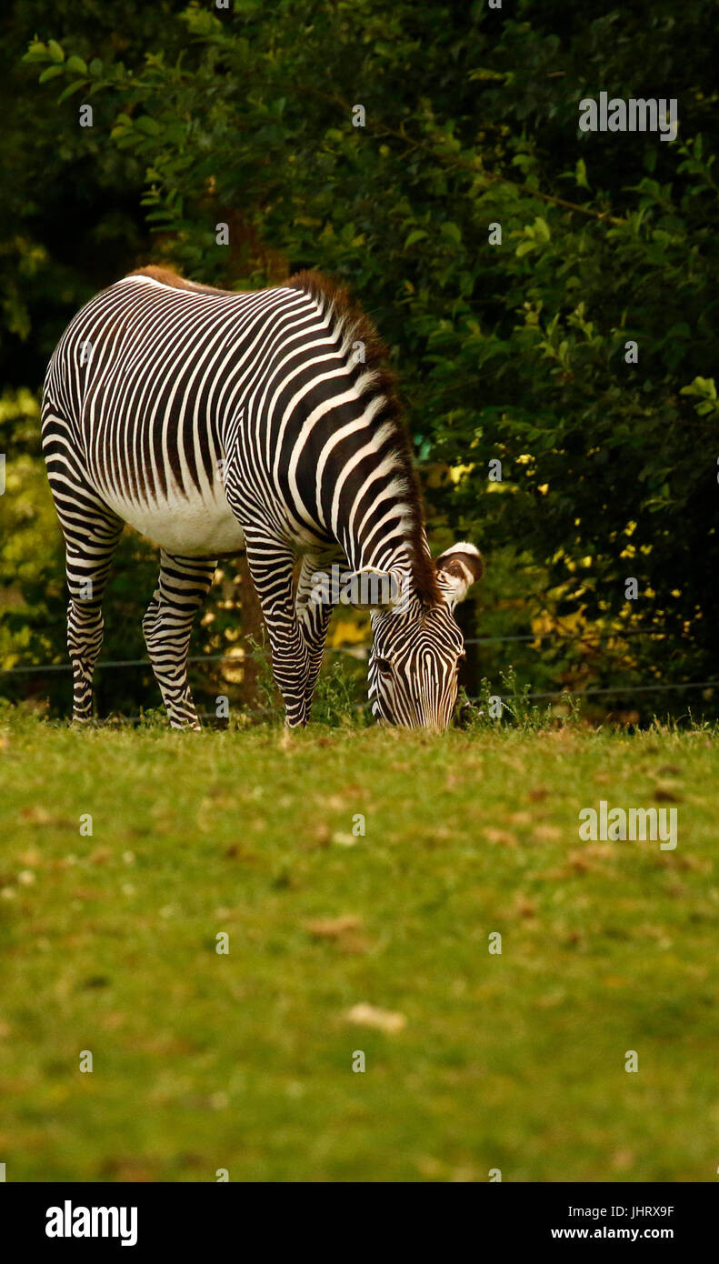 Di Grevy zebre una specie in via di estinzione Foto Stock