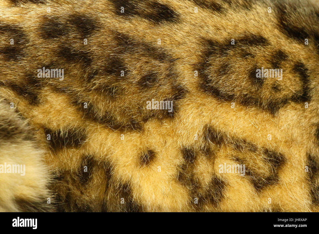 Snow Leopard rivestire o pelage vicino che mostra i modelli distinti Foto Stock