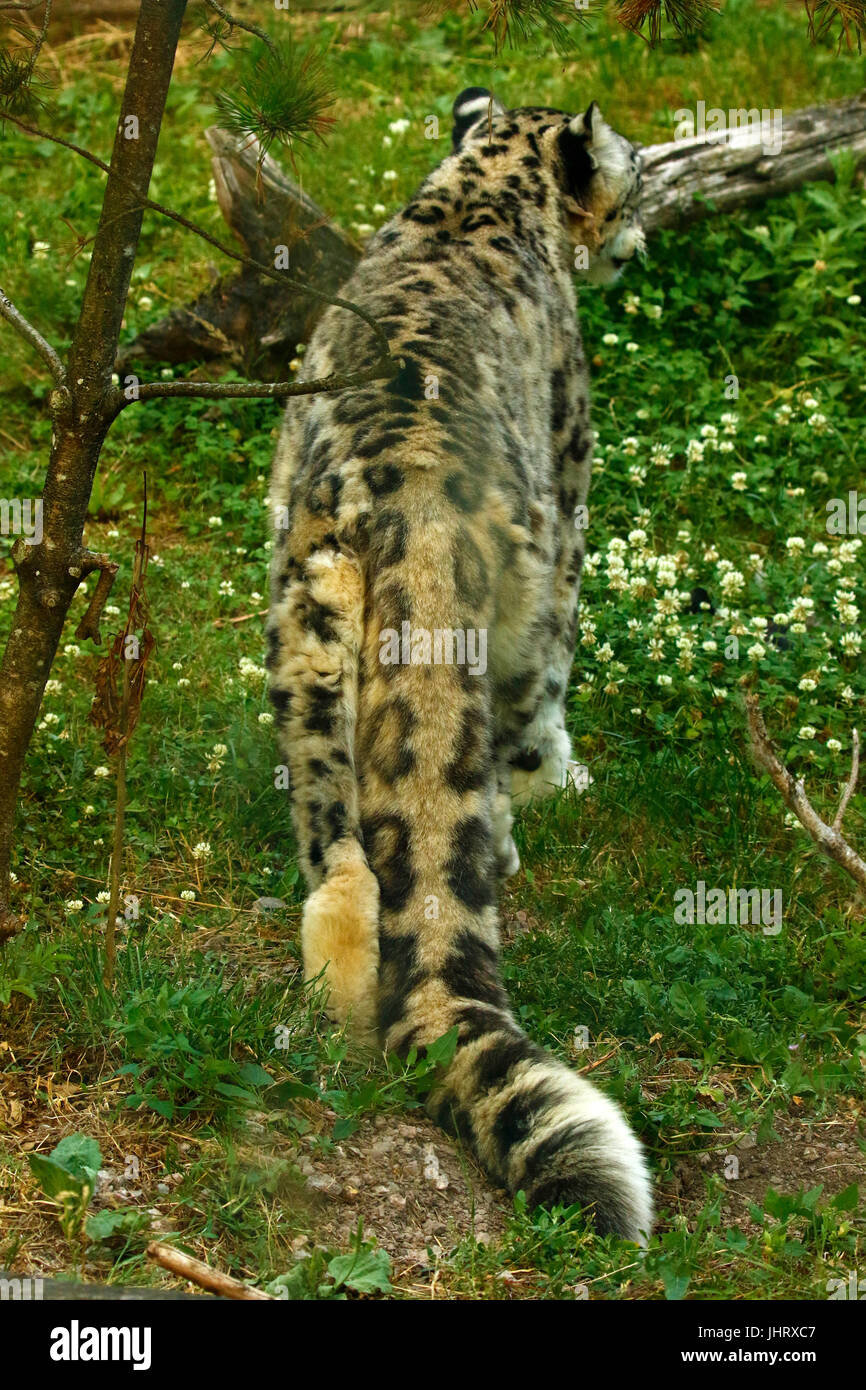 Il molto timido rari & Snow Leopard Foto Stock