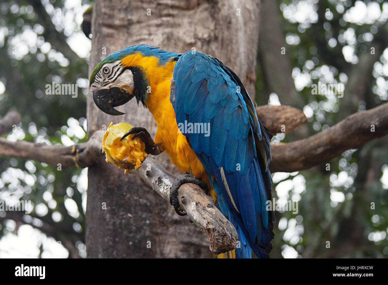 Blu e Oro macaw o blu e giallo Macaw mangiare mango a Caracas, Venezuela Foto Stock