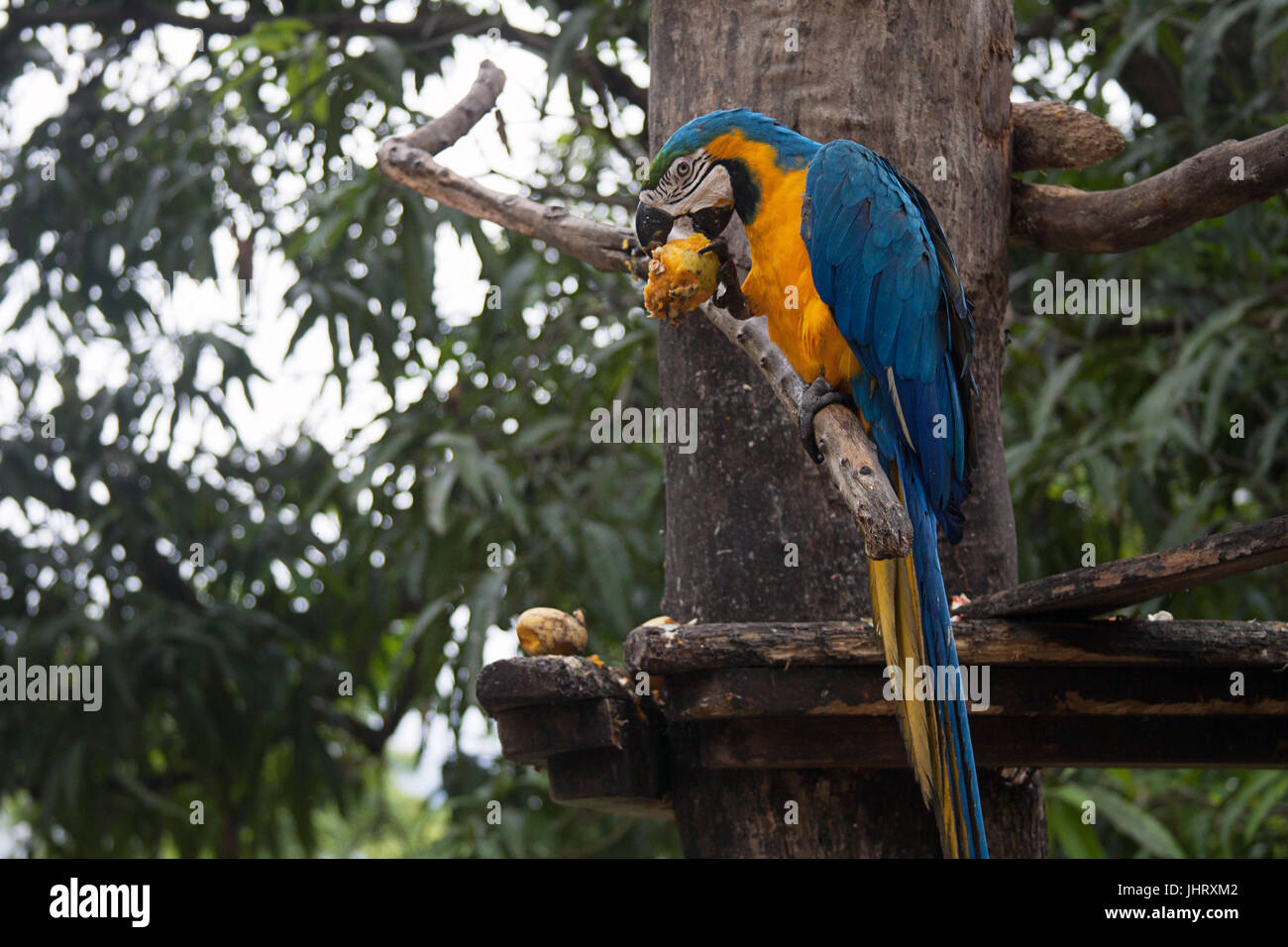 Blu e Oro macaw o blu e giallo Macaw mangiare mango a Caracas, Venezuela Foto Stock