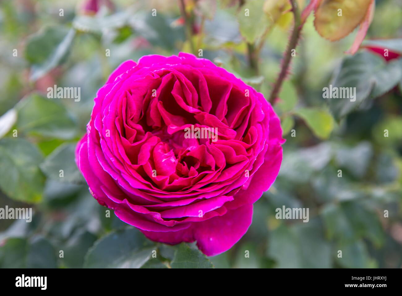 Rosa in fiore rosa inglese nel giardino in una giornata di sole. David  Austin Rose Otello Foto stock - Alamy