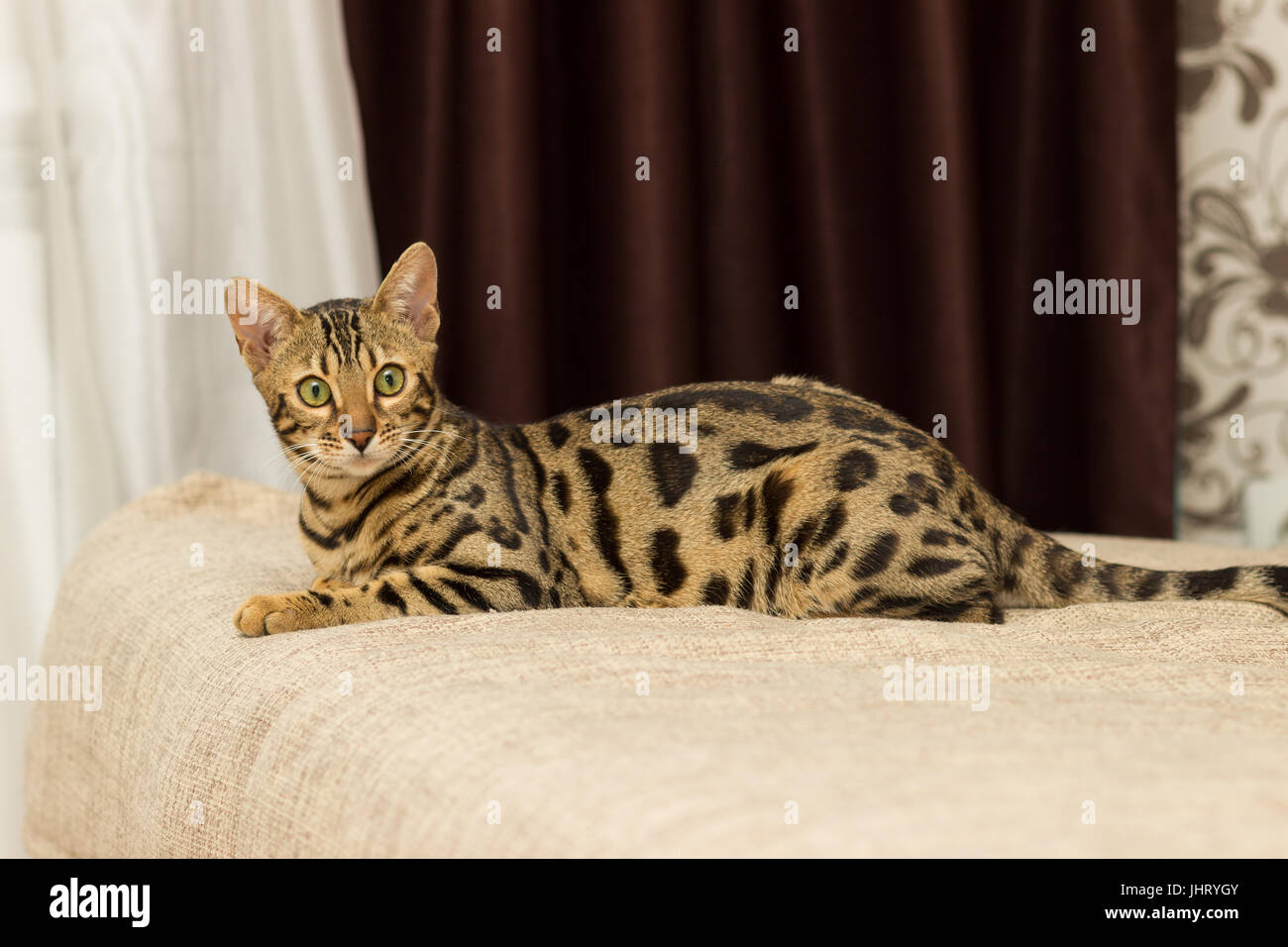 Gatto bengalese all'età di 5 mesi è sdraiato sul divano riposo dopo la riproduzione Foto Stock