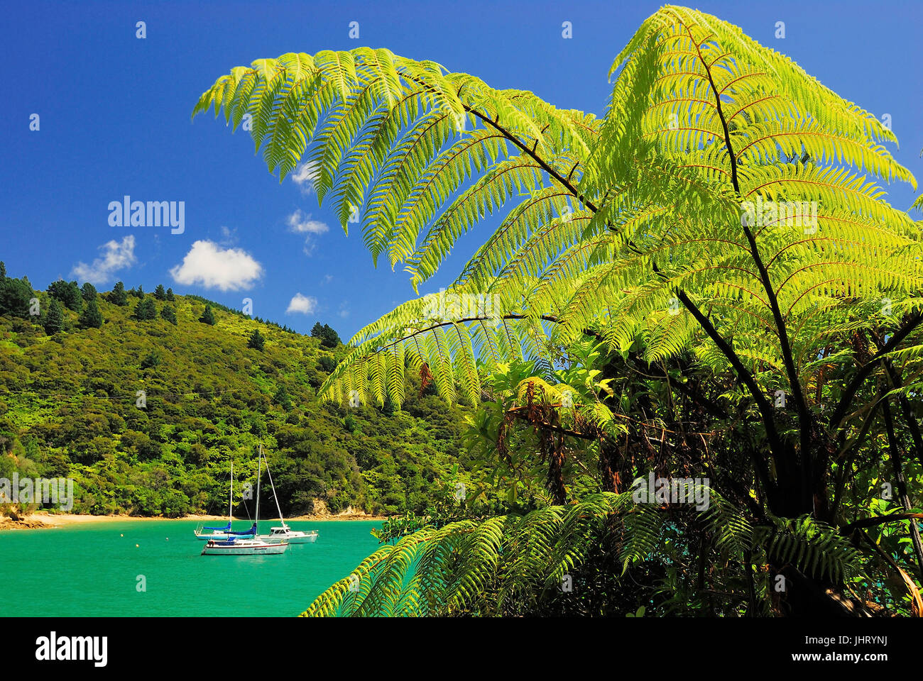 "Bay in Te Mahia, Kenepuru sound, Marlborough Sounds national park, Isola del Sud della Nuova Zelanda; febbraio ', Bucht in Te Mahia, Kenepuru Sound, Marlborou Foto Stock