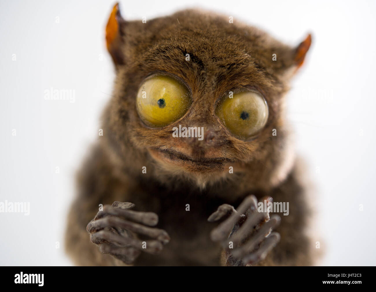 Dpatop - Un Tarsier (Tarsius tarsius) fotografato in Zentralmagazin Naturwissenschaftlicher Sammlungen (lit, centrale di pile di collezioni scientifiche, ZNS) di Halle-Wittenberg università di Halle/Saale Germania, 3 luglio 2017. Il peluche è stato selezionato per una nuova mostra speciale sui cambiamenti climatici ed evoluzione presso il Landesmuseum fuer Vorgeschichte a Halle/Saale. Foto: Hendrik Schmidt/dpa-Zentralbild/dpa Foto Stock