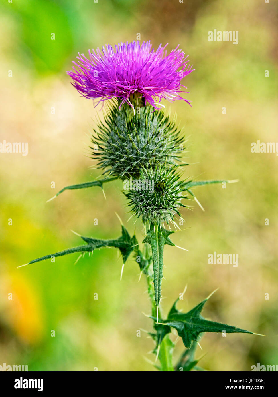 Close up di un pennacchio viola thistle fioriti in estate il sole in piena fioritura Foto Stock