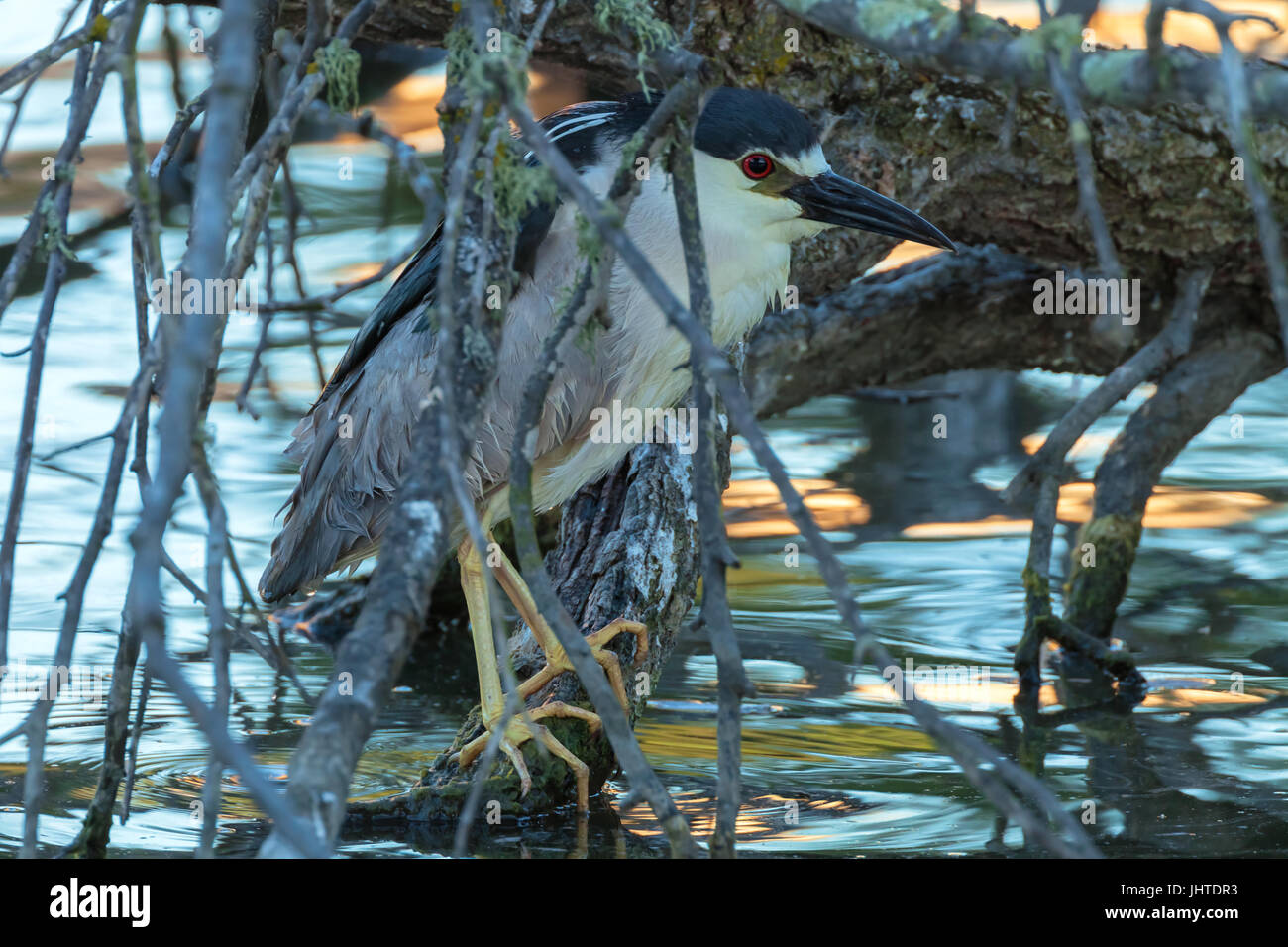 Una matura nitticora era attesa per le sue prede dietro i rami degli alberi. Foto Stock