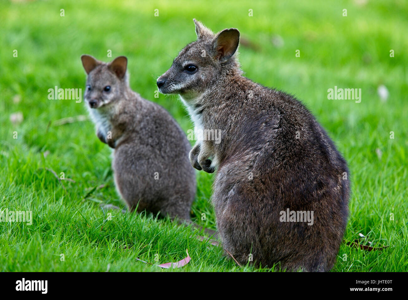 Red-con il collo o il Bennett's Wallaby (Macropus rufogriseus), captive femmina adulta con Joey, West Sussex, Regno Unito. Foto Stock