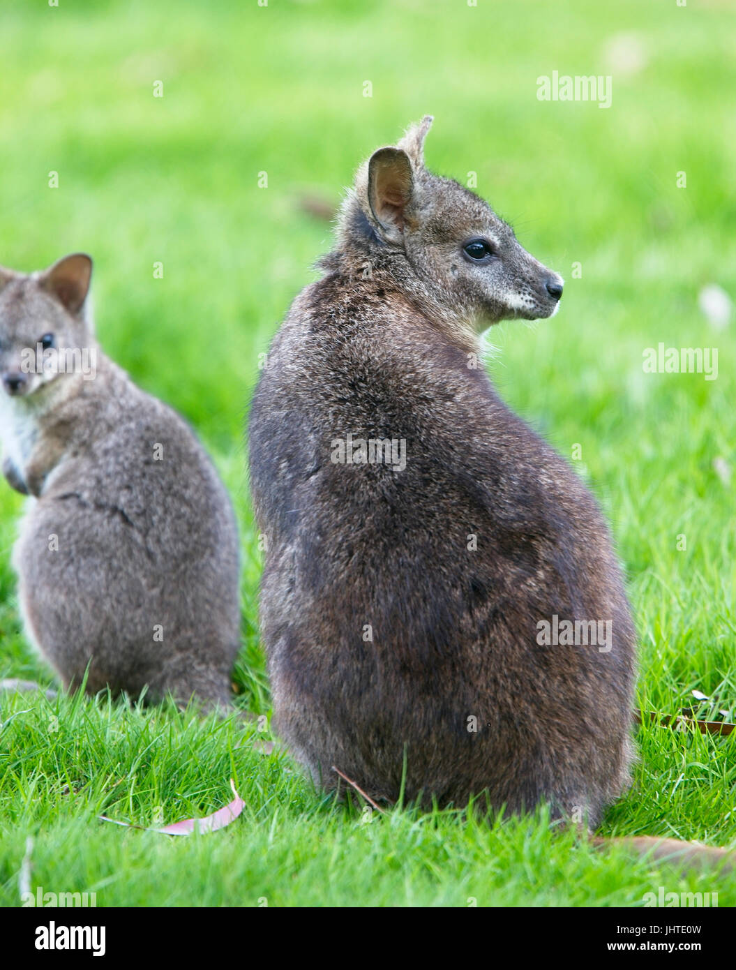 Red-con il collo o il Bennett's Wallaby (Macropus rufogriseus), captive femmina adulta, West Sussex, Regno Unito. Foto Stock