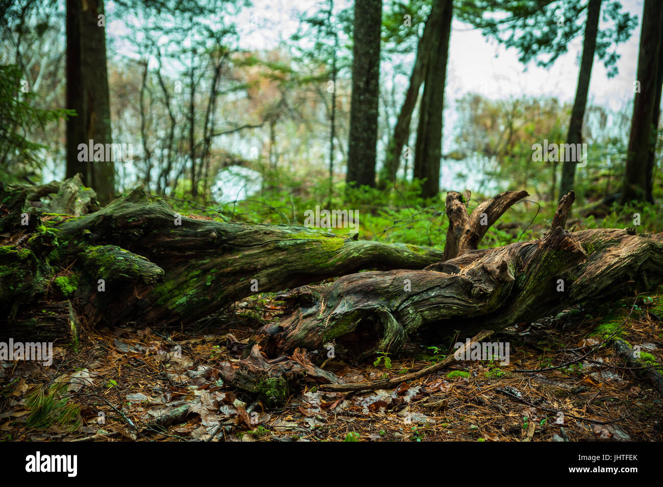 Foresta magica scena Foto Stock