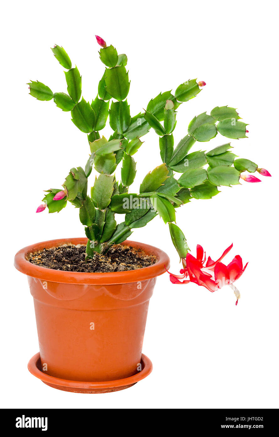 Red Schlumbergera fiore, close up, isolata. Noto con una varietà di nomi incluso Natale Cactus, ringraziamento Cactus, granchio Cactus e vacanze Cac Foto Stock
