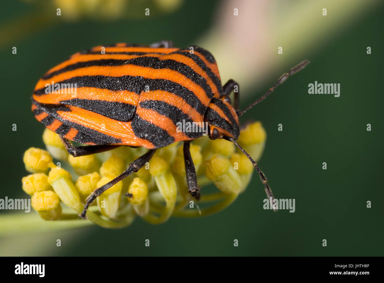 Rosso e nero striped Stink bug - Graphosoma lineatum Foto Stock