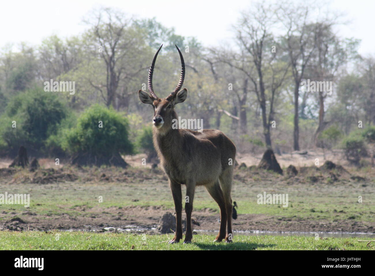Waterbuck Foto Stock