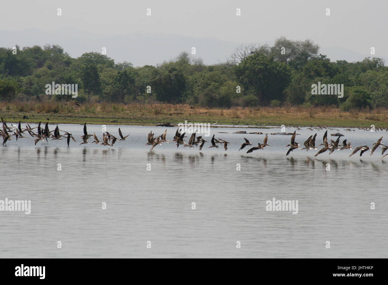 Skimmer africano (Rynchops flavirostris) Foto Stock