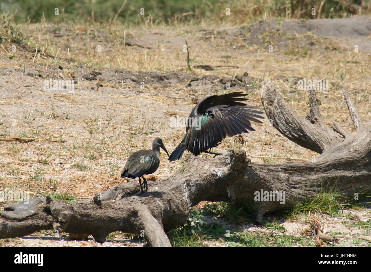 Hadeda ibis, Hadada ibis, Bostrychia hagedash Foto Stock