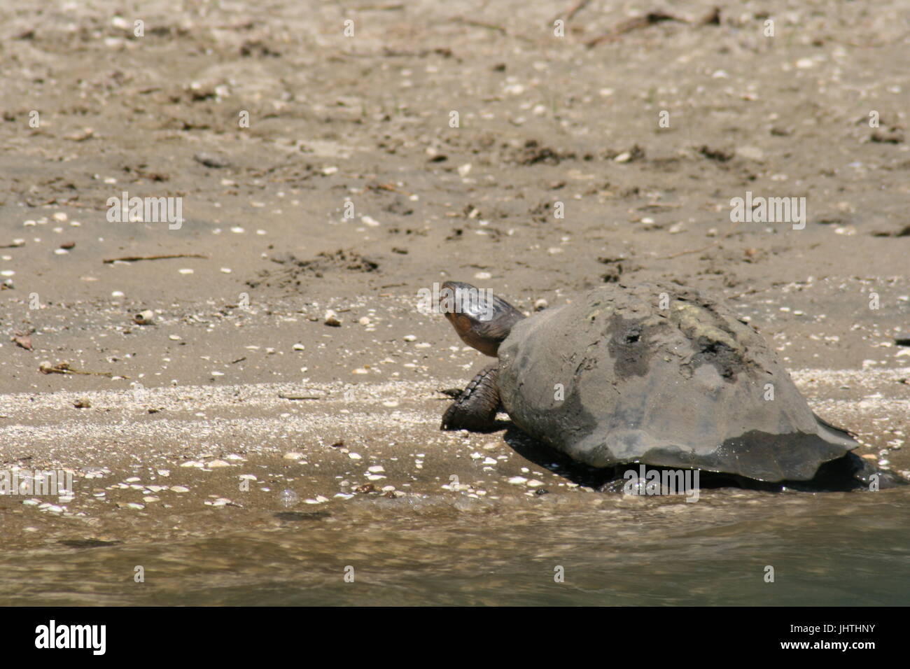 Turtle lasciando fiume Foto Stock