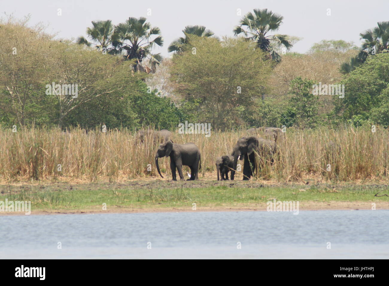 Gli elefanti sulla banca del fiume Shire, Liwonde Foto Stock