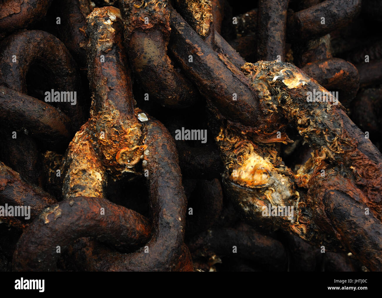 Rusty catene con morti marine costiere SEA LIFE Foto Stock
