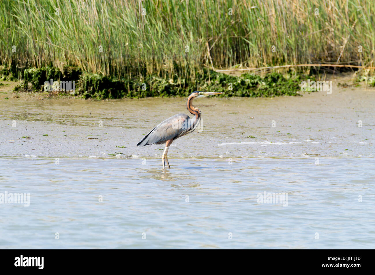 Airone rosso vicino fino dal fiume Po laguna, Italia. Per gli uccelli migratori. Natura italiana Foto Stock