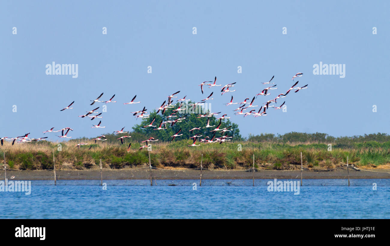 Stormo di fenicotteri rosa da "delta del po' laguna, Italia. natura panorama Foto Stock