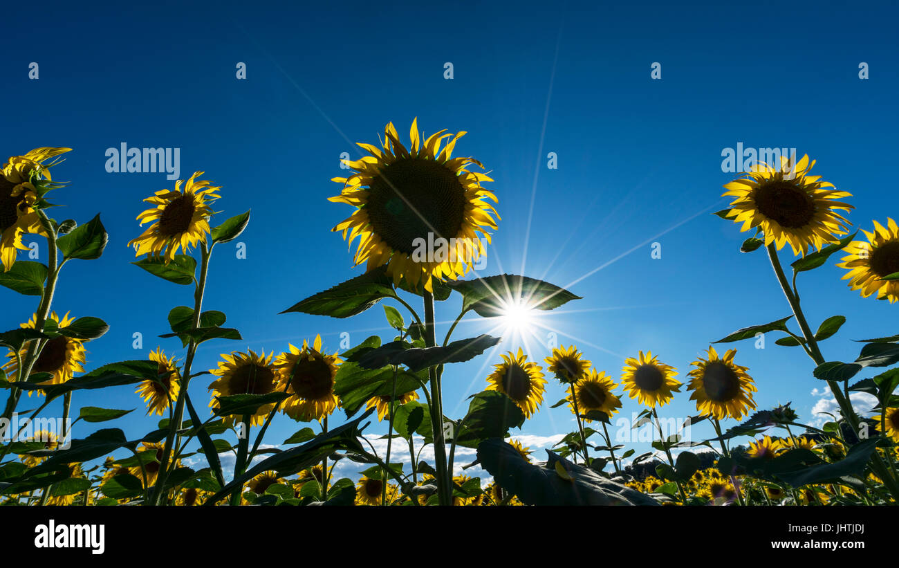 Campo di girasoli illuminato dal sole del pomeriggio estivo Foto Stock