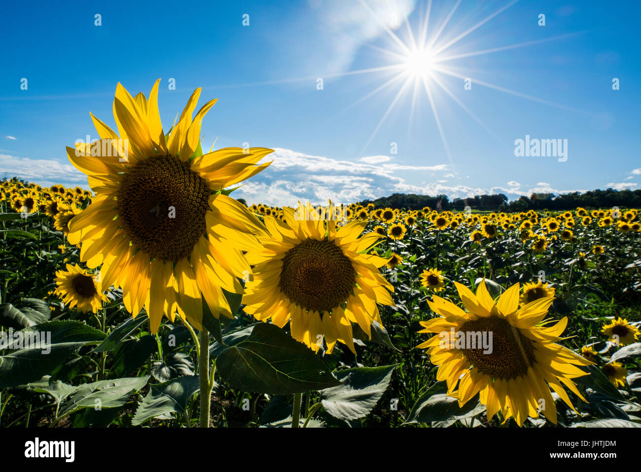 Campo di girasoli illuminato dal sole del pomeriggio estivo Foto Stock