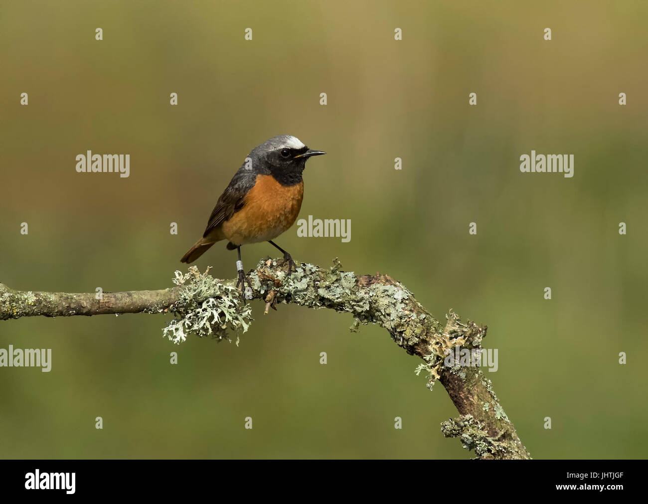 Redstart arroccato su un lichene ramo coperti Foto Stock