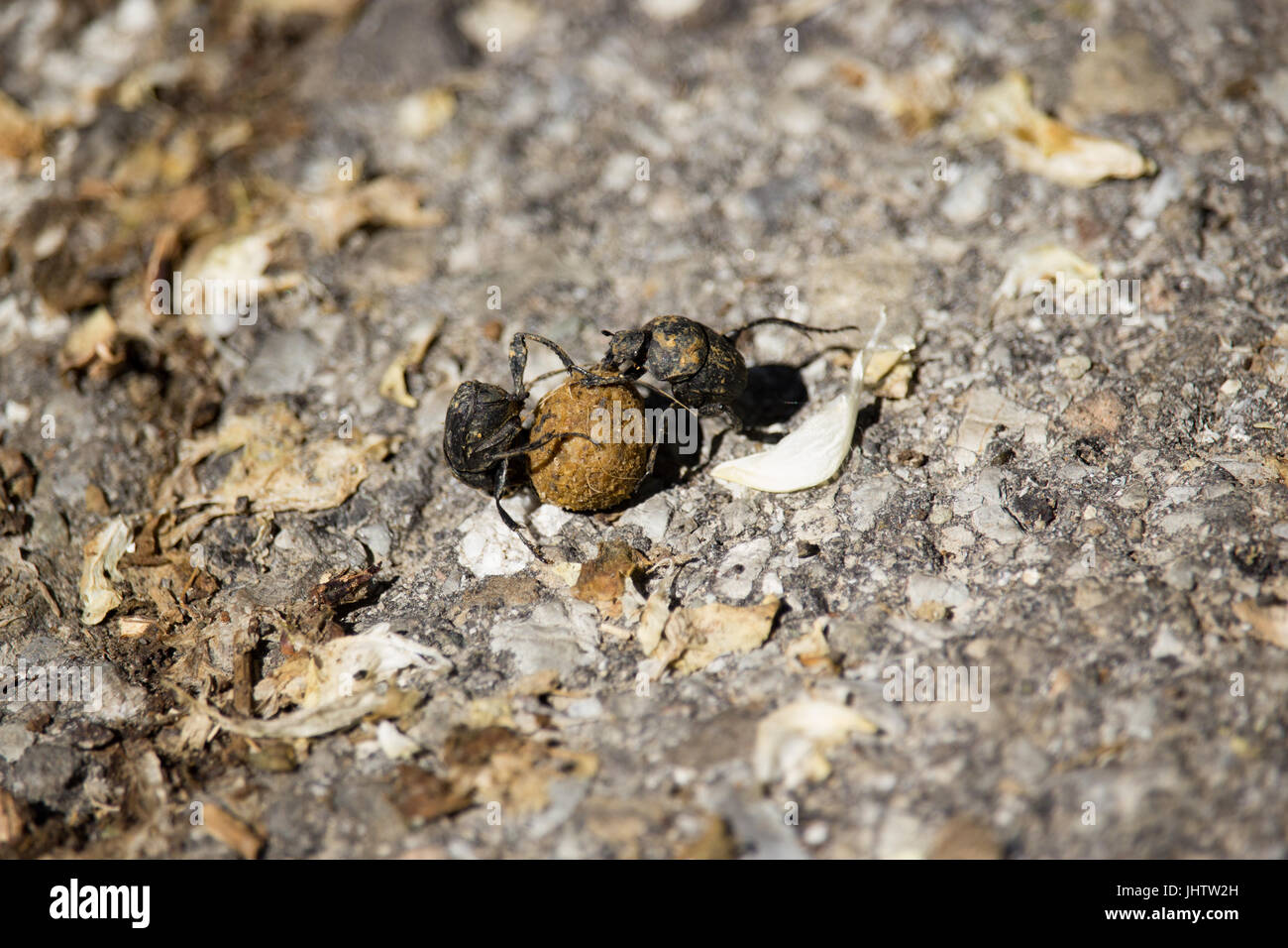 Sterco Bettles Foto Stock