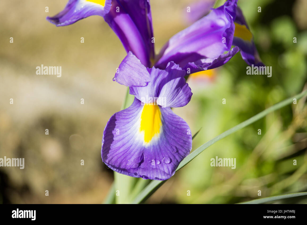 Iris viola Foto Stock