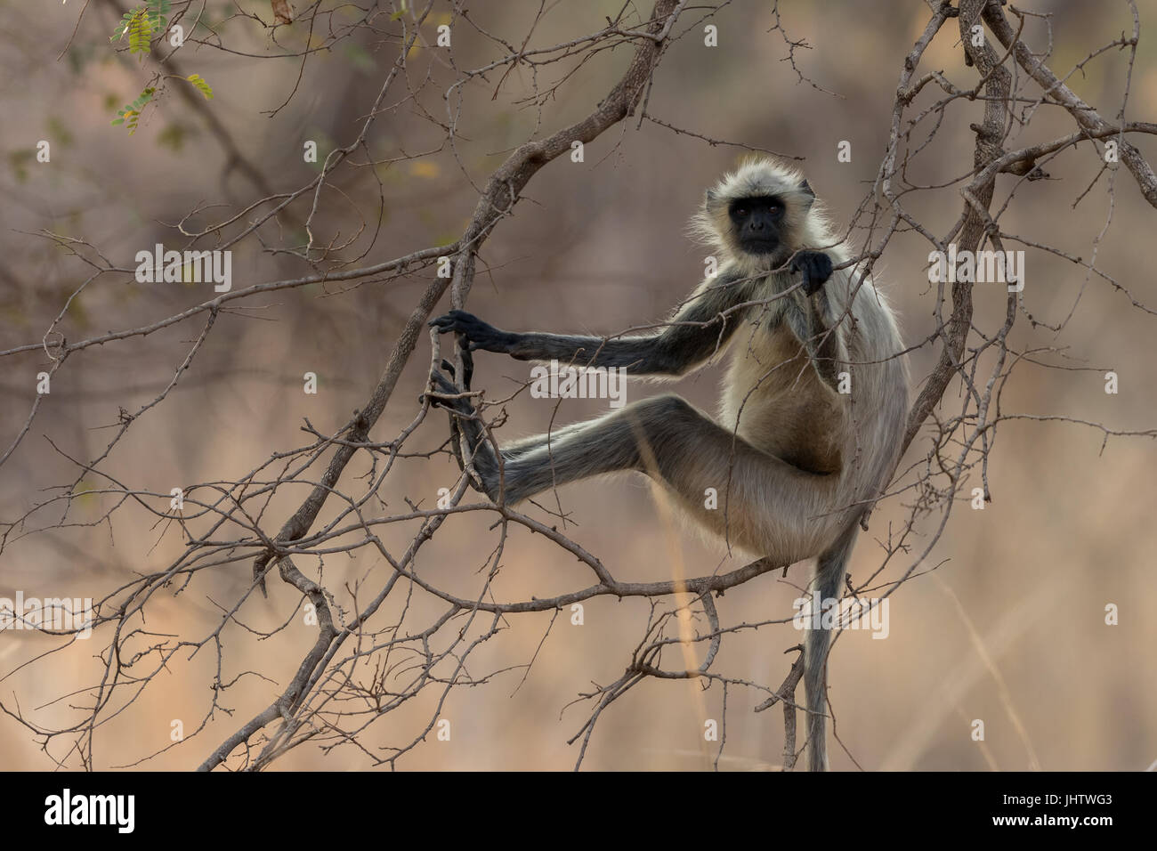 Comune di scimmia Langur seduto su un ramo di un albero preso in Tadoba Parco Nazionale Foto Stock