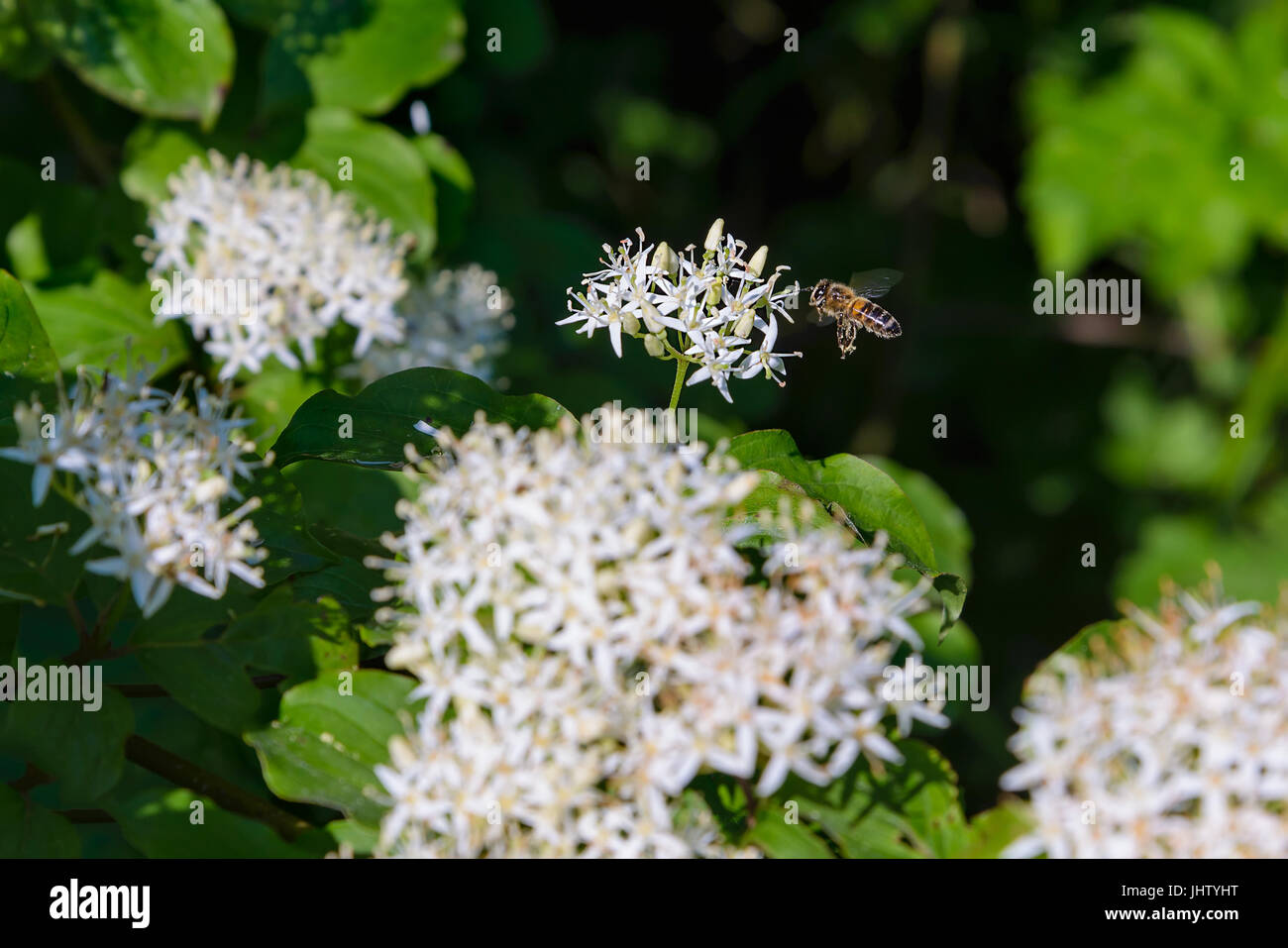 La bee vola a fiore bianco Foto Stock