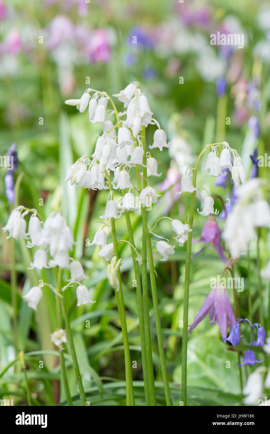 Bosco Piante in primavera - erythronium revolutum - cane dente di mammola e bluebells Foto Stock