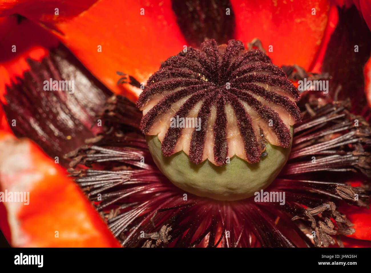 Fiore del papavero rosso extreme closeup Foto Stock