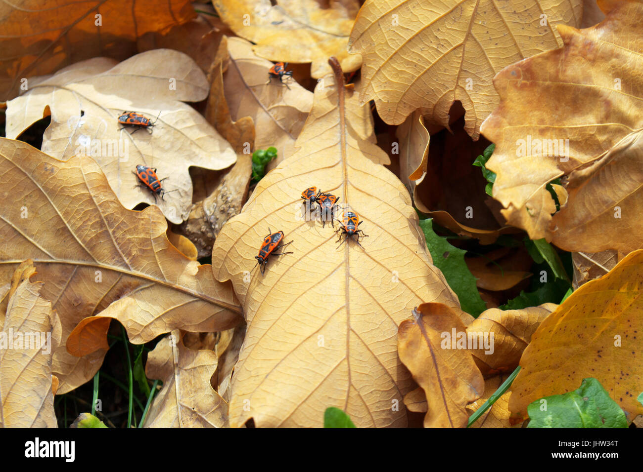 Coleotteri sulla caduta di foglie di quercia. L'autunno. Foto Stock
