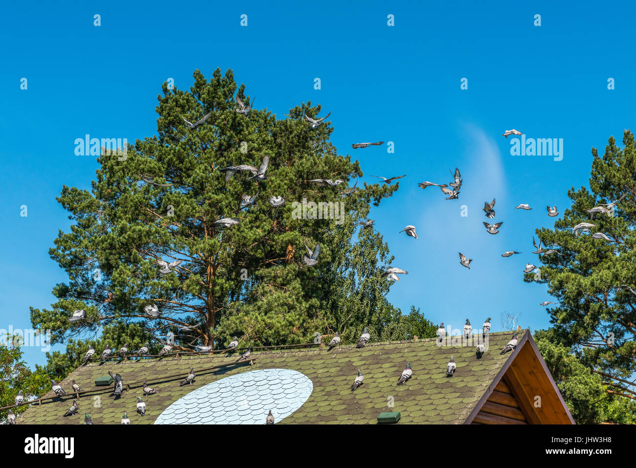 Piccioni di razza pura sono inviati al volo. Punto di riferimento per i piccioni - un cerchio di luce sul tetto della Colombaia. Foto Stock