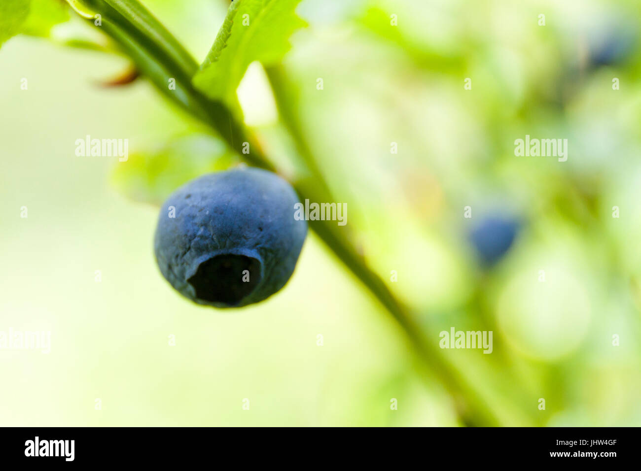 Vista ravvicinata di ripe mirtilli (Vaccinium myrtillus) sulla bussola contro fresco sfondo verde modello di rilascio: No. Proprietà di rilascio: No. Foto Stock