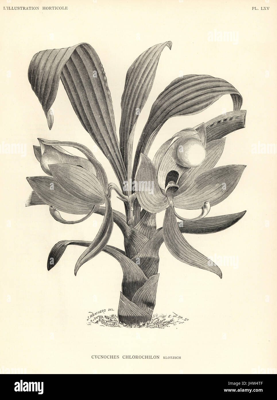 Cycnoches chlorochilon orchid. Xilografia da E.W. Smith dopo una illustrazione di J. Weathers da Jean Linden's'Illustration horticole, Bruxelles, 1888. Foto Stock