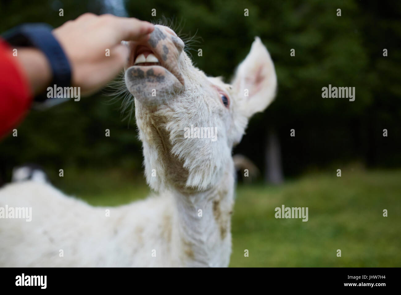 Carino asinello bianco cucciolo Foto Stock