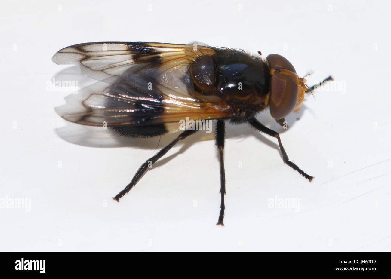 La Grande Pied-hoverfly o volare pellucida (Volucella pellucens) imita un' ape per dimensione, forma e colorazione come protezione dai predatori. Foto Stock