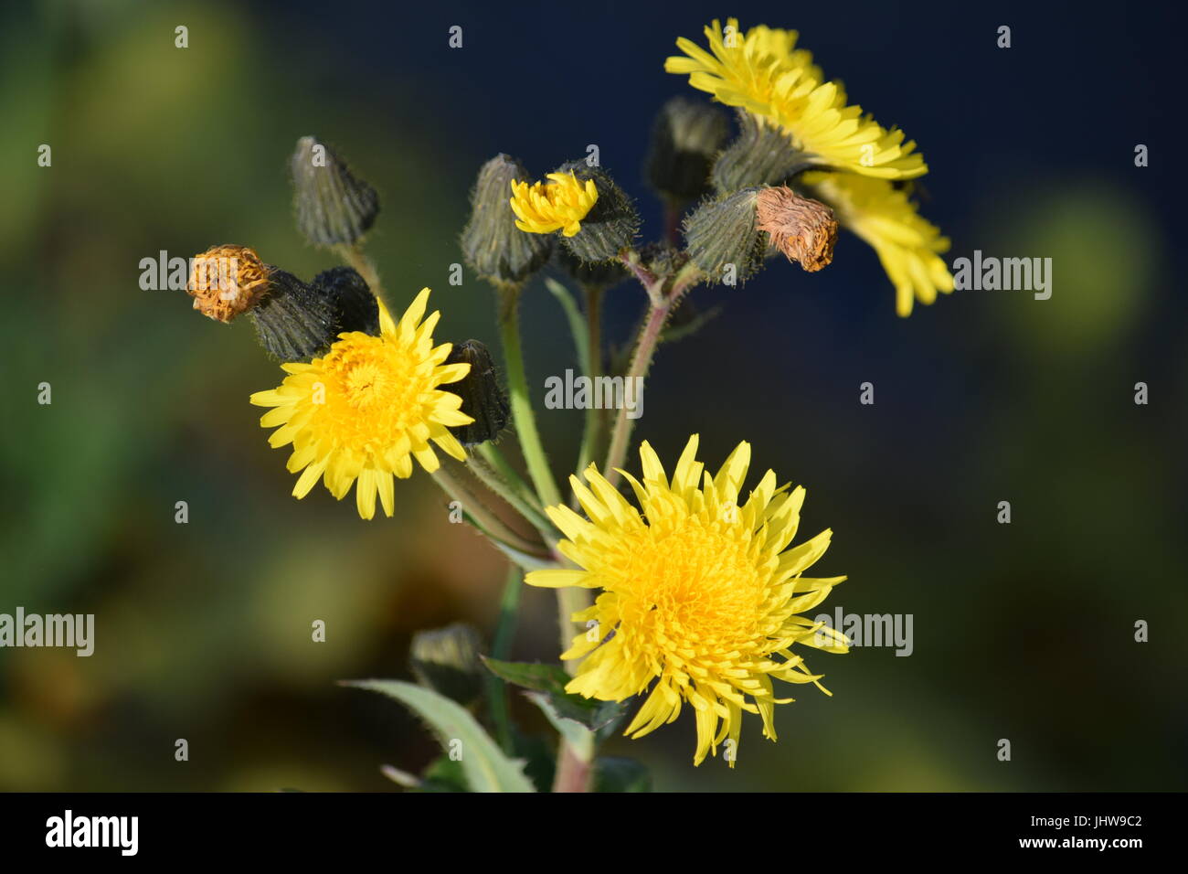 Il mais o sowthistle Sonchus avensis Foto Stock