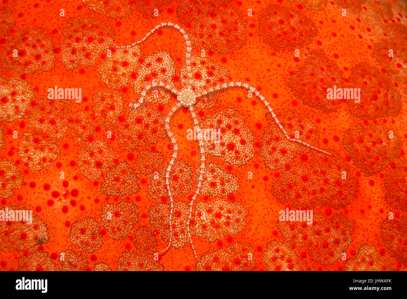 Stella fragile, probabilmente Ophiothrix sp, sulla superficie dorsale di un puntaspilli stella di mare, Culcita novaeguineae. Tulamben, Bali, Indonesia. Mare di Bali, India Foto Stock