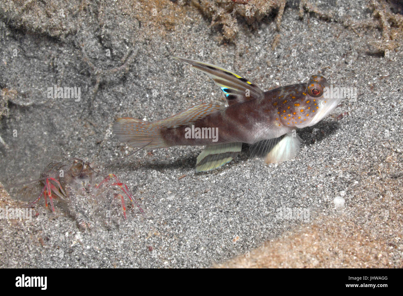 Flagfin Shrimpgoby, noto anche come sorridente ghiozzo, Mahidolia mystacina con gamberi Alpheid pulizia burrow comunale. Pemuteran, Bali, Indonesia. Mare di Bali Foto Stock