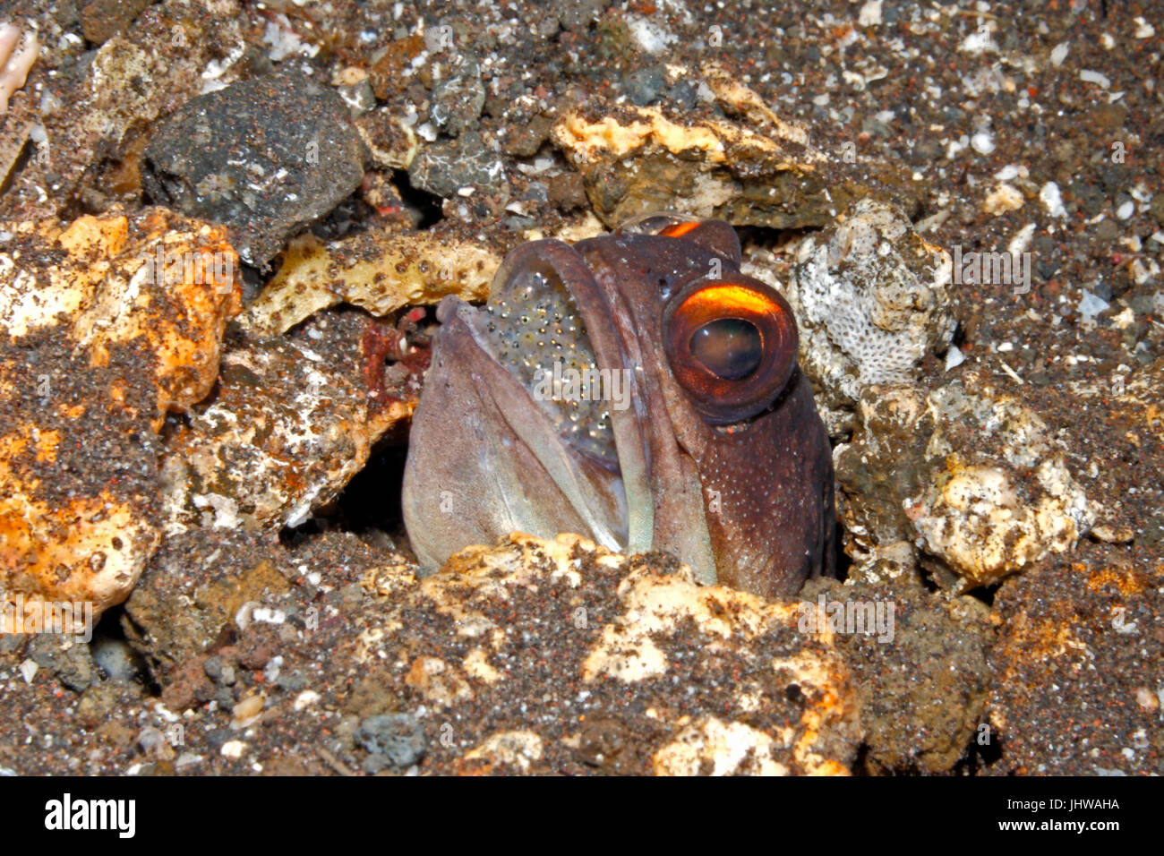 Giallo sbarrato Jawfish, noto anche come un oro-specs jawfish, Opistognathus randalli, maschio mouthbrooding uova.Tulamben, Bali, Indonesia. Mare di Bali, Indiana Foto Stock