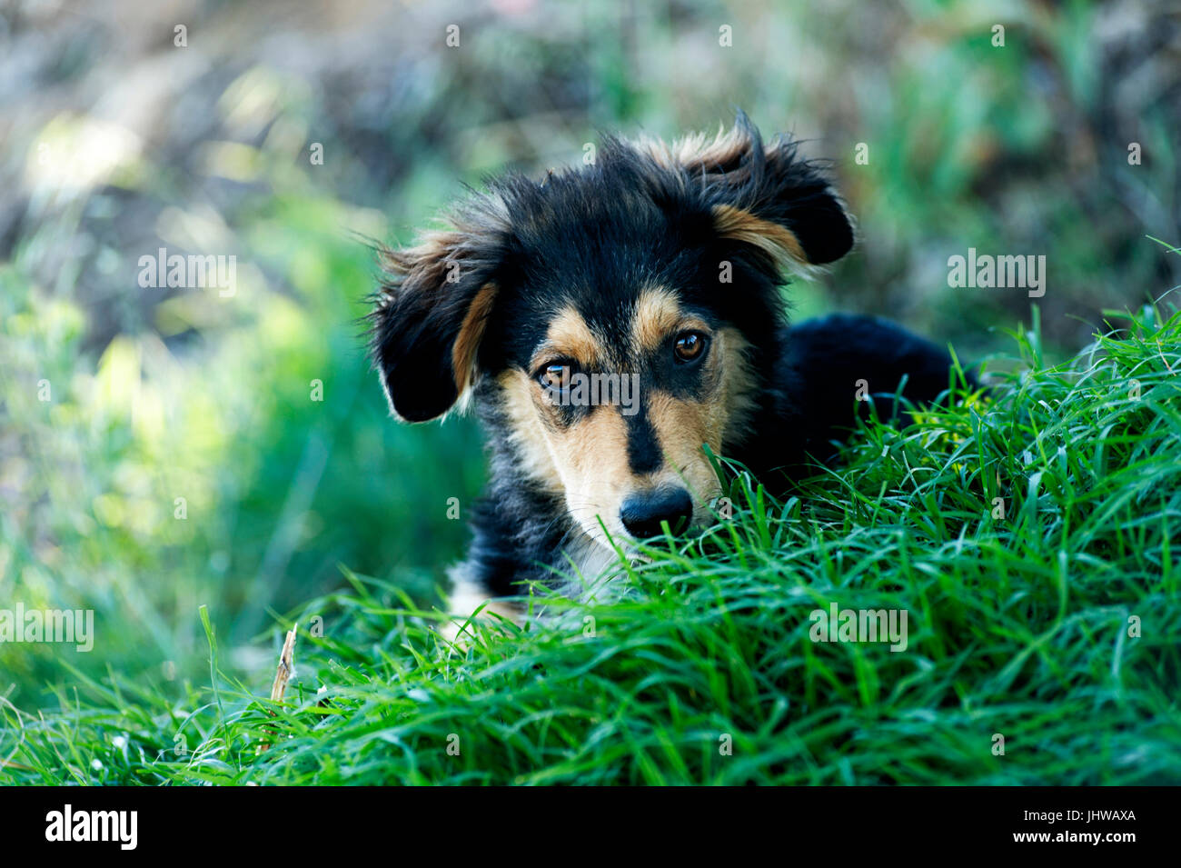 Cucciolo giacente in erba Foto Stock