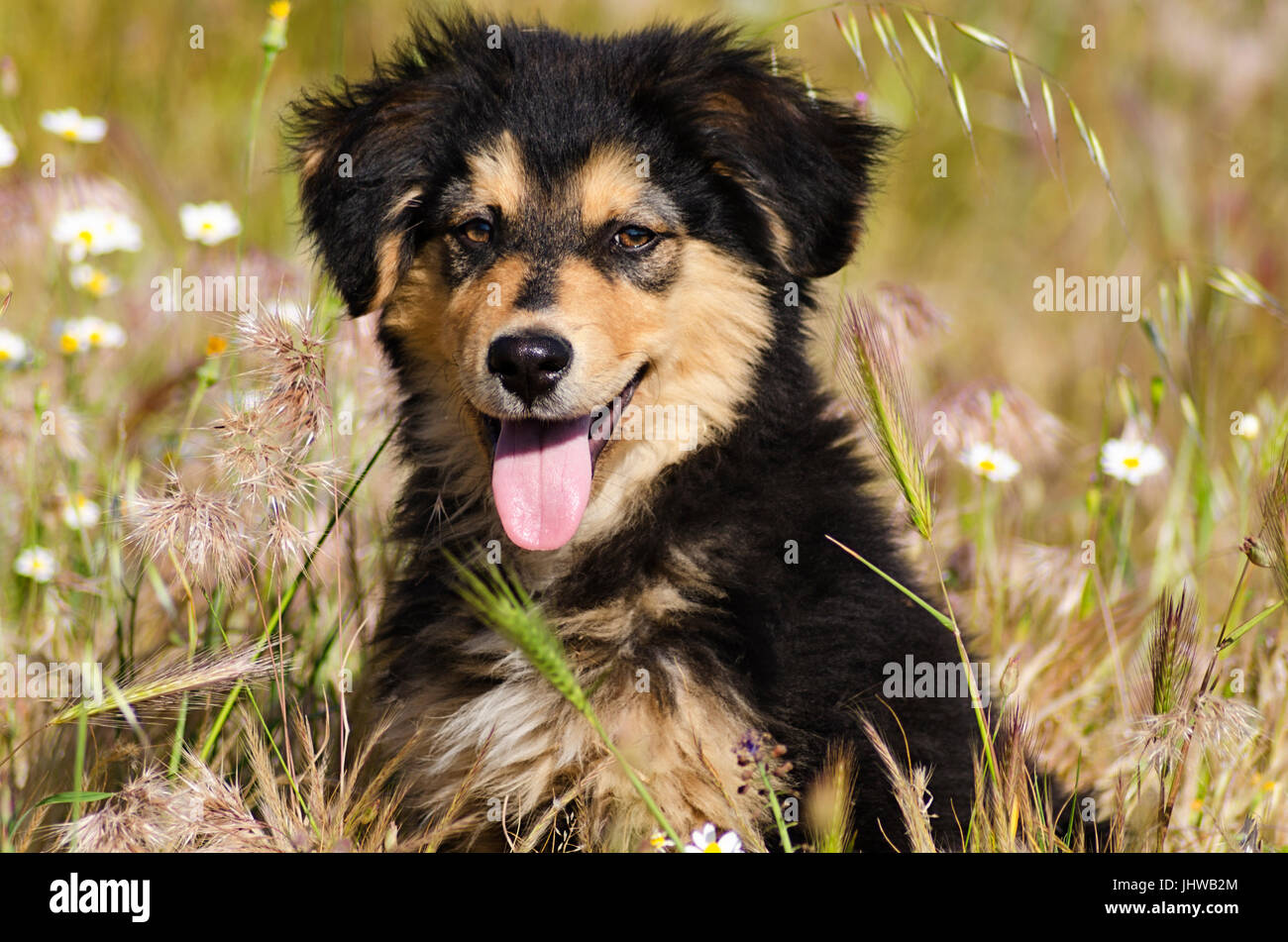 Ritratto di un cucciolo seduto in un campo di fiori Foto Stock